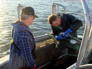 Watershed Watch currently promotes sustainable salmon harvesting practices as a conservation sector representative on the federal government's "South Coast Integrated Harvest Planning Committee" and