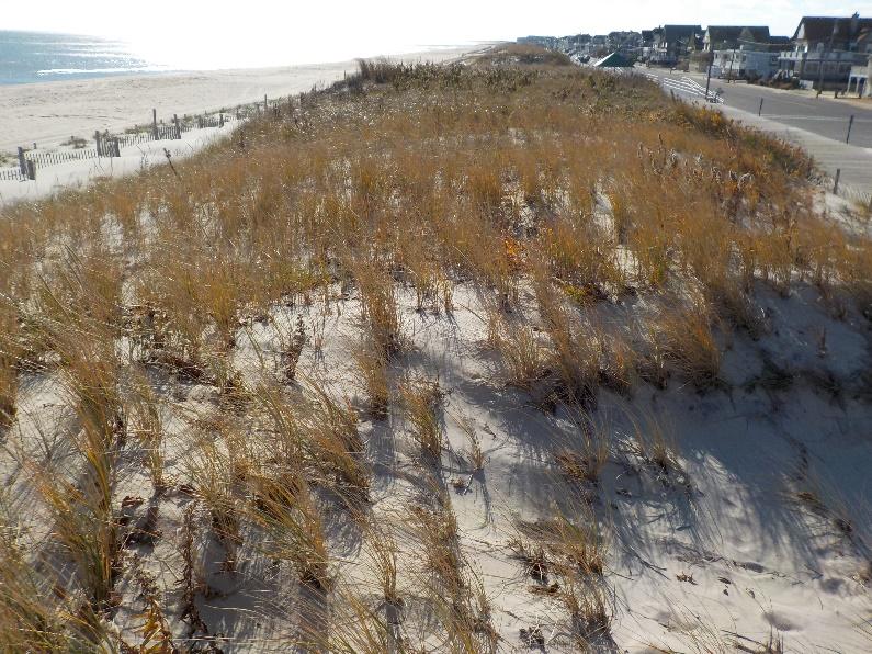NJBPN 148 4 th Avenue, Seaside Park The dune at 4 th Avenue remained in the same condition and size (left photo taken