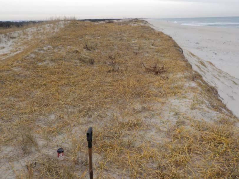 NJBPN 247 North End, Island Beach State Park The shape of the dune including the seaward scarp remained consistent over the past year (left photo taken December