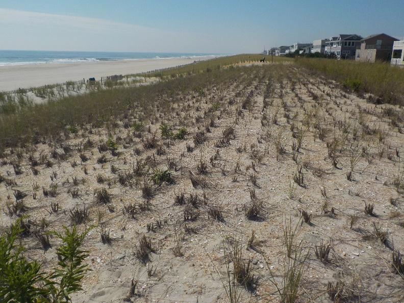 The Tranquility Drive profiles show significant seasonal variability in the width and elevation of the berm and nearshore while the dune remained relatively unchanged.