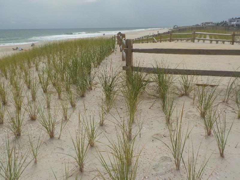 The engineered dune that was constructed at the Taylor Ave location in spring 2016 and remained in the same position and elevation throughout 2017.