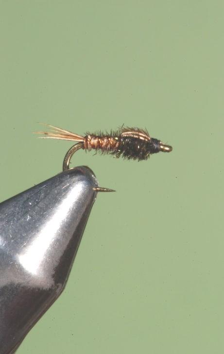 hatch (think "wide"). The width of the PT can be controlled by a) the number of PT fibers you use in tying the fly, and b) the thickness of the peacock herl you use.