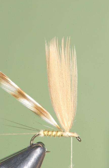 8) Take 2 wraps of hackle behind the wing and 2 or 3 wraps in front; finish off and whip-finish.