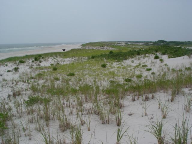 This site is in the northern third of the 13-mile natural shoreline ending at Barnegat Inlet. NORTH END, ISLAND BEACH STATE PARK - SITE 247 Figure 139.