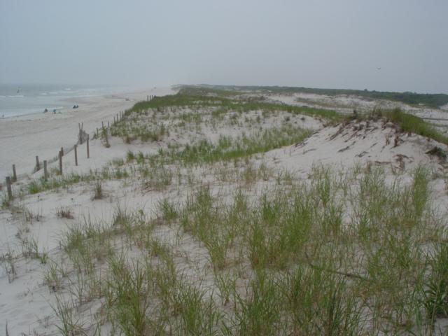 Figure 141. Positioned in the middle of the park shoreline, this site also sits at the crest of a substantial dune.