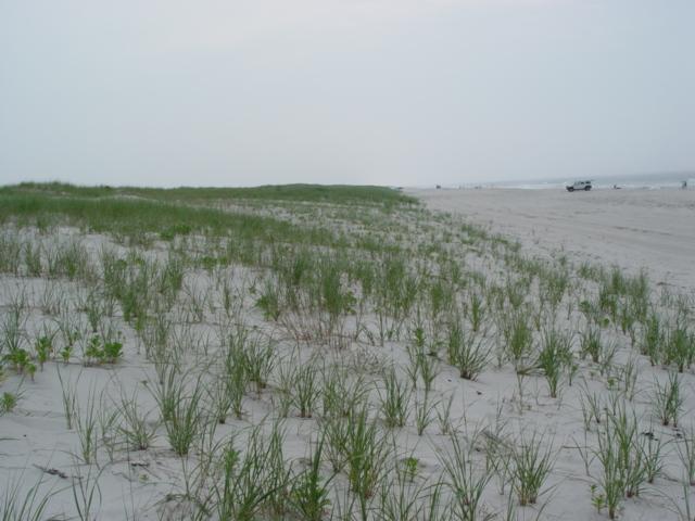 The view to the left was taken June 22 2006 SOUTH END, ISLAND BEACH STATE PARK - SITE 146 Figure 145.