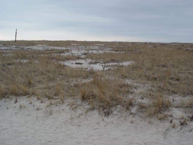 Figure 147. Looking south from the instrument station across the grasses prior to the growing season April 3, 2006.