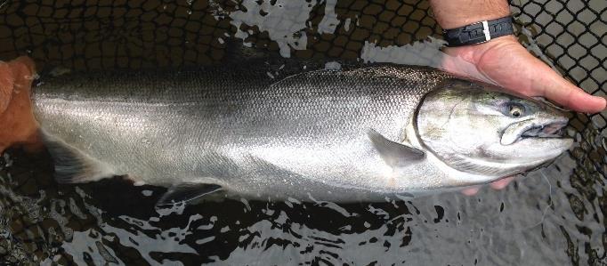 Life Cycle of a Chinook Salmon Freshwater entry Spring March- June Fall September- November