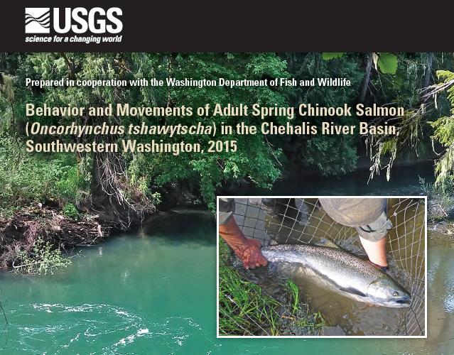 Freshwater Phase - Adults Upstream movement patterns Two pulses of movement river entry (March- June) and