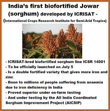 It was tested as PVK 1009 in Maharashtra and in All India Co-ordinated Sorghum Improvement Project (AICSIP) Trials. It was launched as a rainy season variety (Kharif).