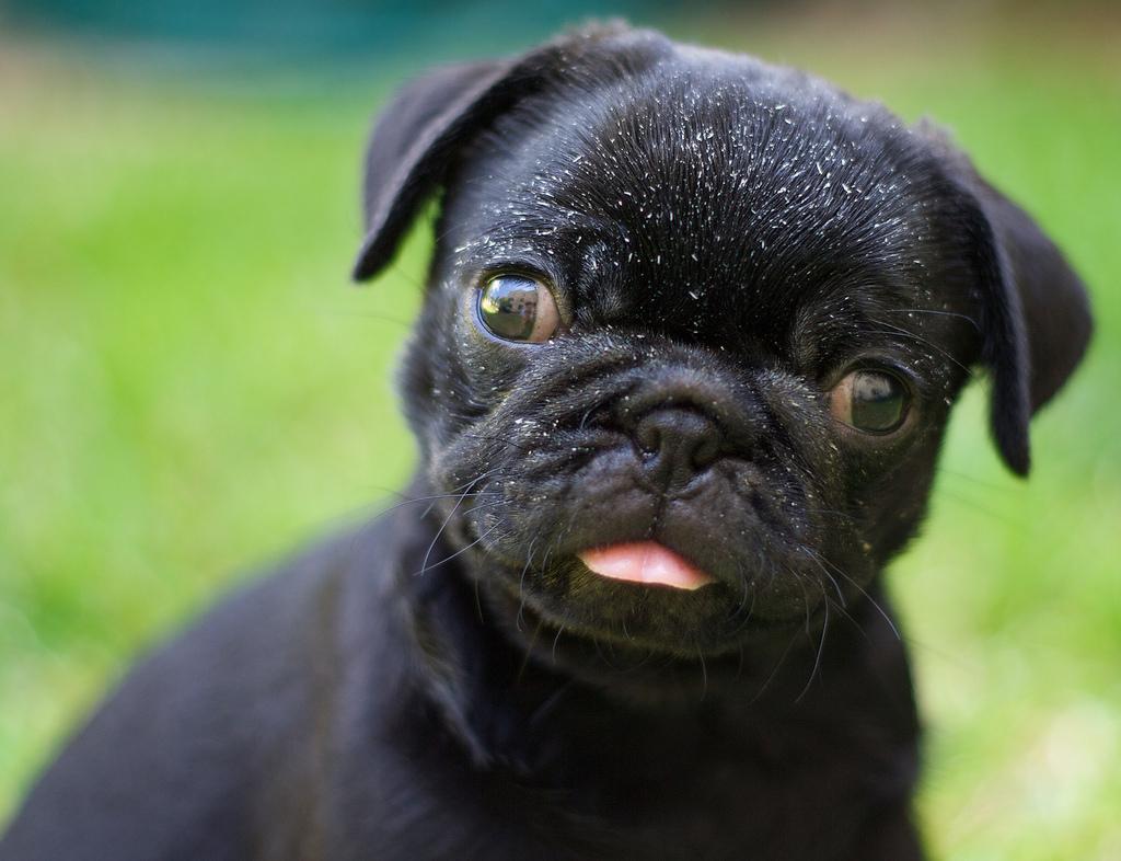 Animal info Did you know that pugs originated in China, dating back to the Han dynasty (B.C. 206 to A.