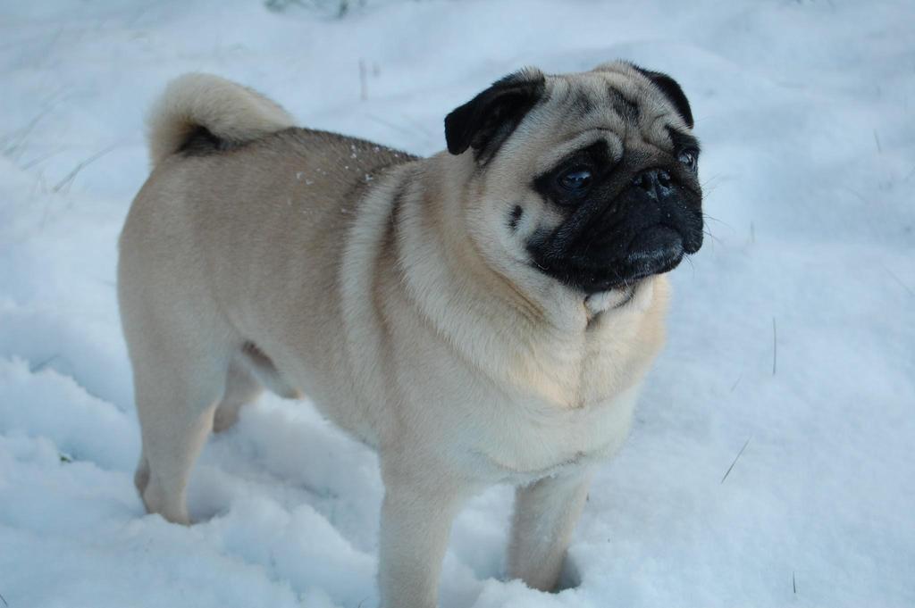 In Holland, the pug is called a mopshond, which comes from the Dutch for to grumble.