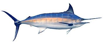 Blue Marlin (Pan-Pacific) No new assessment; next assessment planned for 2016 or