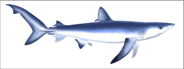 Sharks North Pacific blue shark was re- assessed in June 2014 Surplus produc'on and age- structured models used with data