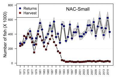 Contrasting trends in returns (post marine fisheries) to regions Small salmon returns to NAC show annually oscillating