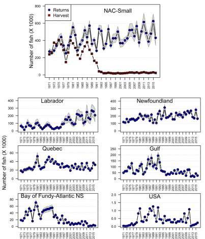 Contrasting trends in returns (post marine fisheries) to regions Increasing returns of small and large salmon to Labrador and