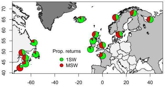 Plasticity in sea age at maturity - Important geographic variation in proportions at sea age of return.