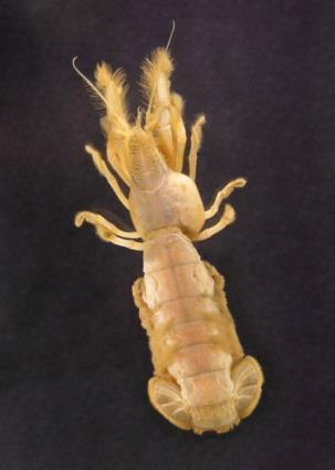 Isopod Prevalence Shrimp Density (number m -2 ) 300 Cedar River, Willapa Bay Mud shrimp 250 200 Upogebia Orthione griffenis 150 100