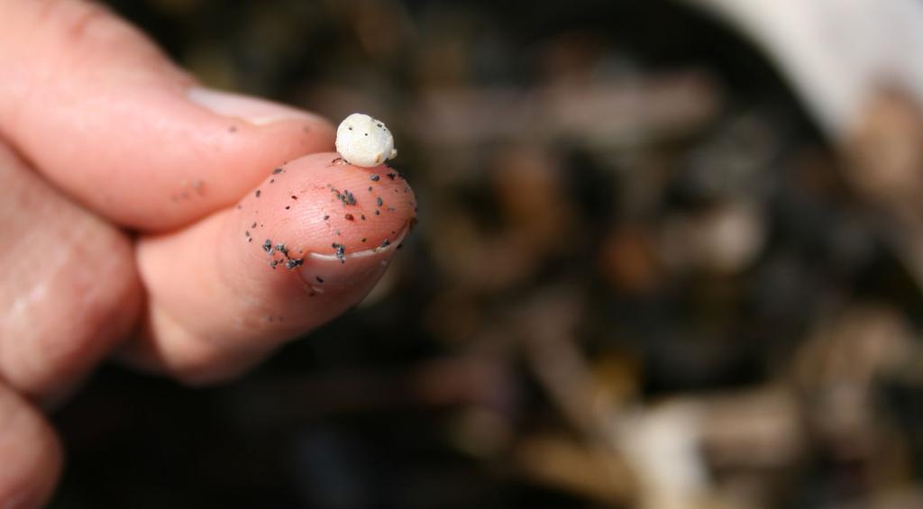 Microplastics Plastics smaller than 5mm in size Microplastics come from multiple sources Microbeads,