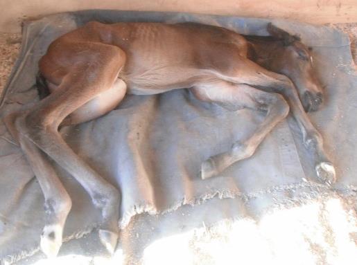 Dummy Foals Neonatal Maladjustment Syndrome Causes Unknown Signs
