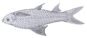 MIGRATION PATTERNS The small cyprinid Henicorhynchus siamensis migrates upstream during the period October to February, especially around the time of the full moon and forms the basis for the dai