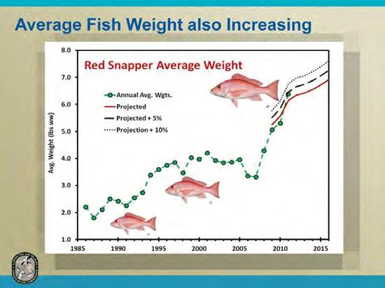 Another measure of success for the red snapper rebuilding plan is an increase in the average weight of fish caught by Gulf fishermen.