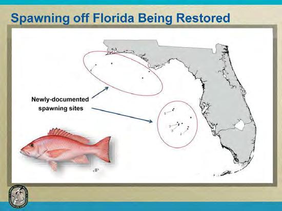 As the red snapper population rebuilds the distribution of spawning is beginning to recover to its original range.