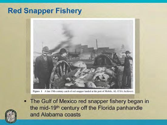 The fishery for red snapper in the Gulf of Mexico dates back to the mid-19 th century.