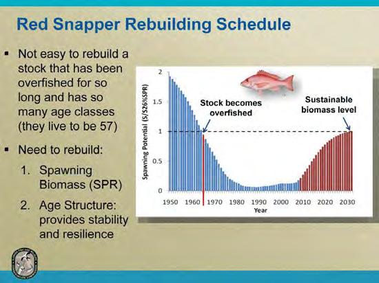 The long-term nature of the Gulf red snapper rebuilding plan is due to two main factors: 1) the fact that the stock has been estimated to have been overfished since the mid-1960 s (i.e., with stock