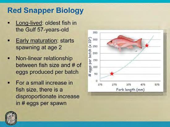 Red snapper are long-lived, early-maturing reef fish that are broadly distributed in the Gulf of Mexico.