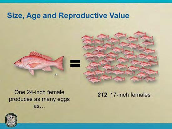 Older, larger red snapper make a disproportionate contribution to the stock s reproductive potential when compared to younger, smaller counterparts.