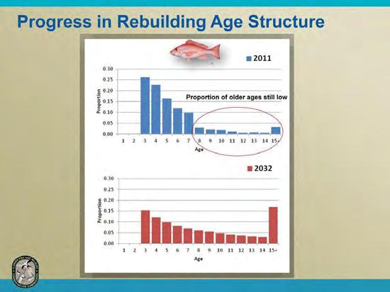 Although the age composition of Gulf red snapper has improved substantially over the last few years, we are still behind in achieving the age structure the stock is expected to have when population