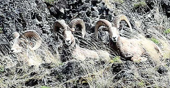 the Commission. Bighorn Sheep Limited Entry Hunt harvest of these reintroduced populations and Wildlife Commission. remaining opportunities.