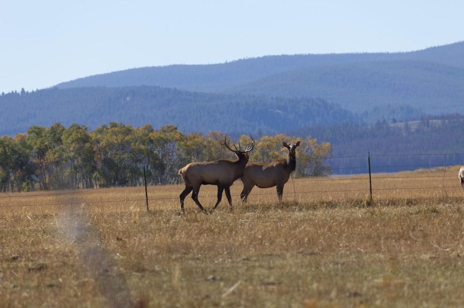 Cow Elk and Moose permits are available through a draw and non-resident tags for Deer and Elk are typically available. (see mt.fwp.gov for exact seasons/regulations).