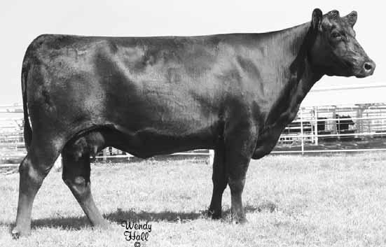 Spring Pairs Silveira Greenbrae Pride1051 Lot 40 D M R Exacto Lady Erica 403 Lot 41 Silveira Greenbrae Pride1051 Calved: 2/16/2001 Cow 13866554 Tattoo: 1051 40 Silveiras Four By Four 4045 Traveler