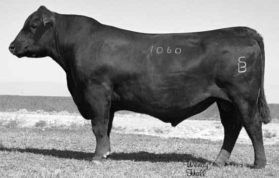 Spring Bred Cows D M R 056 Erica 51 of R P F Calved: 4/3/1998 Cow 13201221 Tattoo: 51 67 #Leachman Prompter #Brost Power Drive #TC Rancher 056 Leachman Lass 1004 #11373742 #T C Jestress 6004