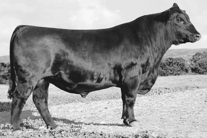 State Fair R.O.V. shows for Malson Angus Ranch in Parma, Idaho. She went on to be one of the top selling heifer calves in the 2004 Denim and Diamonds sale in Denver, CO.
