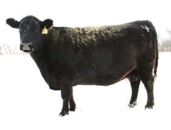 426 Act. BW 85 Adj. WW 705 Ratio 102 Adj. YW 1145 IMF 4.2 RE 11.0 Fat 0.20 ADG 2.42 Ratio 74 +4 +1.0 +29 +37 +19 +.26 +.03 +.004 Here s a case of a 10 year old cow raising a 700# calf Reg.