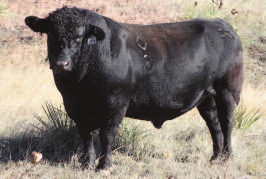 & Pa Sioux Queen 453P -6 +5.8 +54 +86 +17 +.18 +.34 +.025 Pathfinder dam 6/105; 3rd heaviest adj WW @ 799# When this bull was 6 weeks Ladigo Queen of I A R 986 old Sage pointed this one out.
