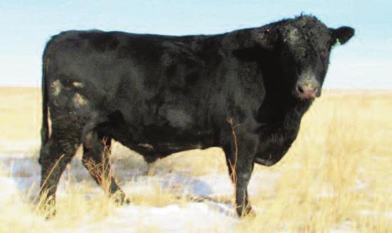 REFERENCE SIRES Cole Creek 1100 Black 452 Birth Date: 03/25/2012 Registration AAA 17329112 Cole Creek Black Cedar 46P Cole Creek Black Cedar 1100 AAA 16720395 Cole Creek Juanada Bird 38N C H Quantum