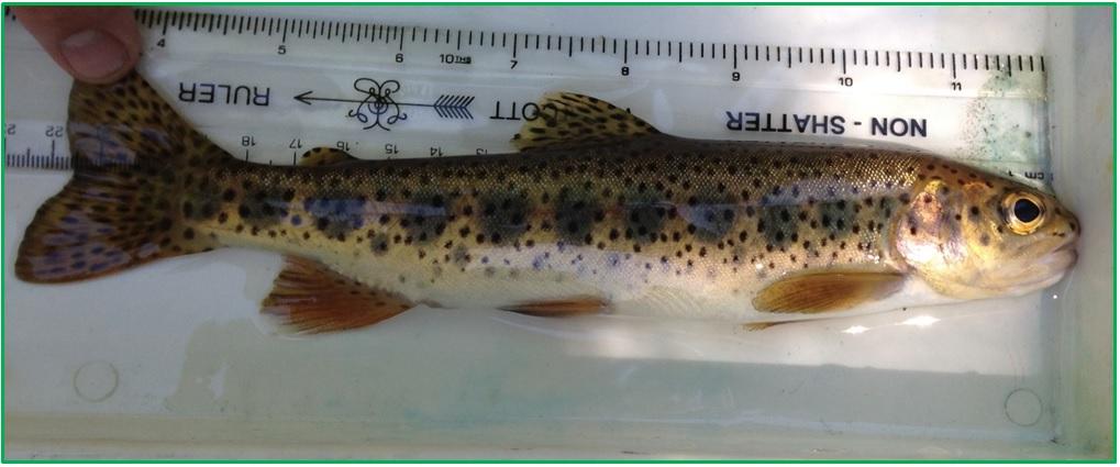 Upstream Passage Test Fish 66% (n=23) of test fish ranged from 100 to 149 mm (min = 89 mm, max = 215 mm)