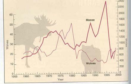 Early i the 1900s, a group of moose maaged to cross the ice to Isle Royale Recostructig their populatio dyamics i the early years suggests the populatio grew eruptively, experiecig high