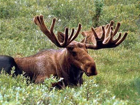 Moose i Newfoudlad May 14 1904, 4 moose are itroduced to the islad of Newfoudlad I the absece of predators, the populatio reached desities of ~4.km -2 compared to other areas of NA where desity is ~0.