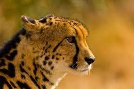 conservation of rare, vulnerable or endangered animals. Cheetah conservation is one of their core disciplines. The HESC is a must on any visitor s itinerary.