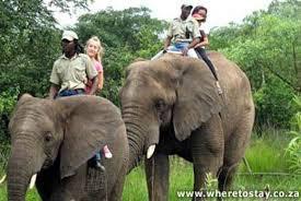 Witness their intelligence, compassionate nature and the sheer delight the elephants experience when interacting with their human counterparts.