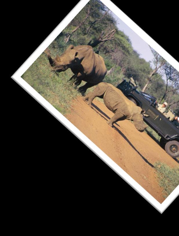 Luxury Kruger Park Safari Pricing Guideline 2019 From ZAR 6000.