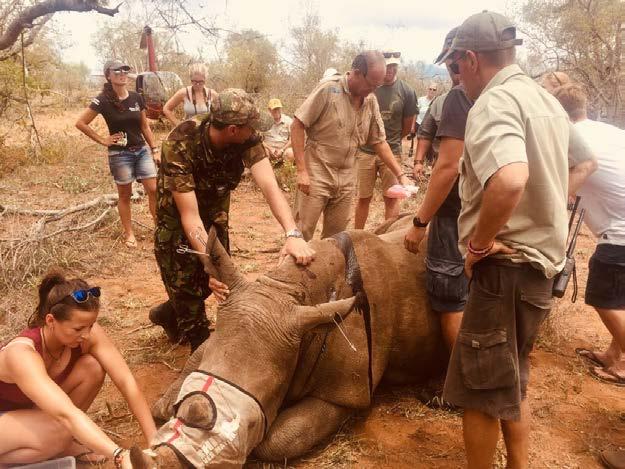Accompanied by the chief vet and rangers, you will locate a rhino and take part in