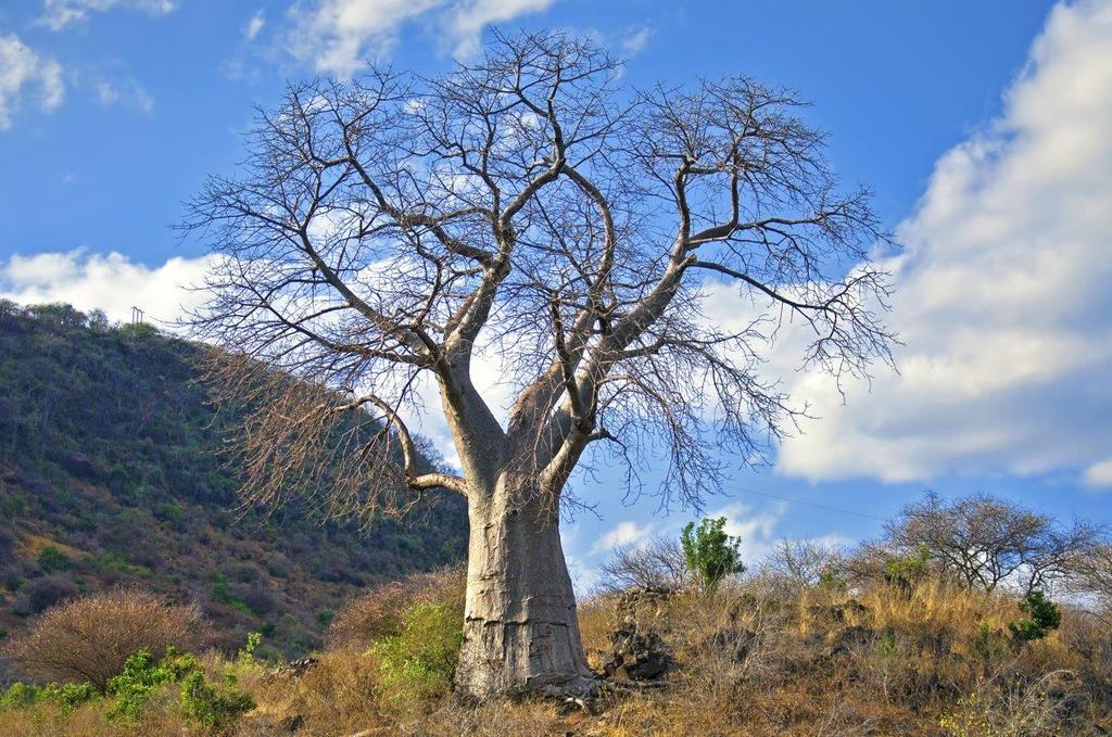 DAY 6 continued The rest of you will be on the ground taking part in the Baobab Tree Planting activity. The Baobab tree is a strange looking tree that grows in low-lying areas in Africa and Australia.