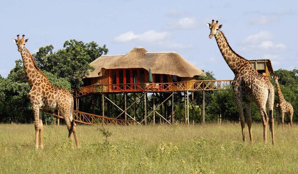 ACCOMMODATION PEZULU TREE HOUSE LODGE Pezulu is a small, exclusive, unique Tree House Game Lodge situated near Kruger National Park in South Africa.