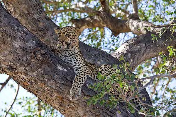 Afternoon; game drive on Timbavati reserve Avoca Bush Camp will be your home for the pure safari part of your trip.